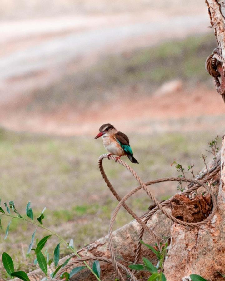 Maninghi Lodge Khu bảo tồn Khu bảo tồn Balule Game Reserve Ngoại thất bức ảnh