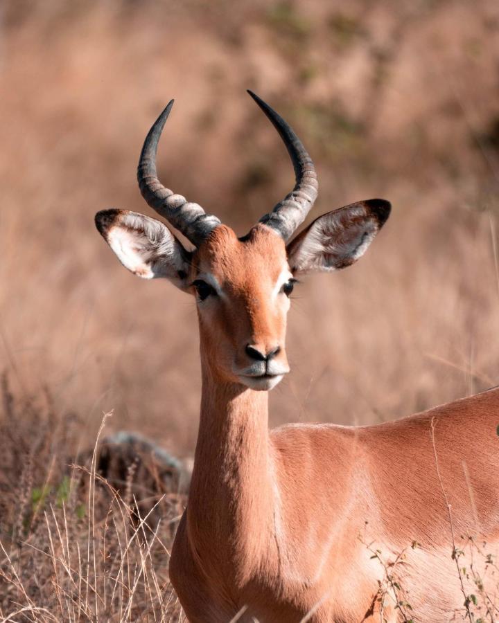 Maninghi Lodge Khu bảo tồn Khu bảo tồn Balule Game Reserve Ngoại thất bức ảnh