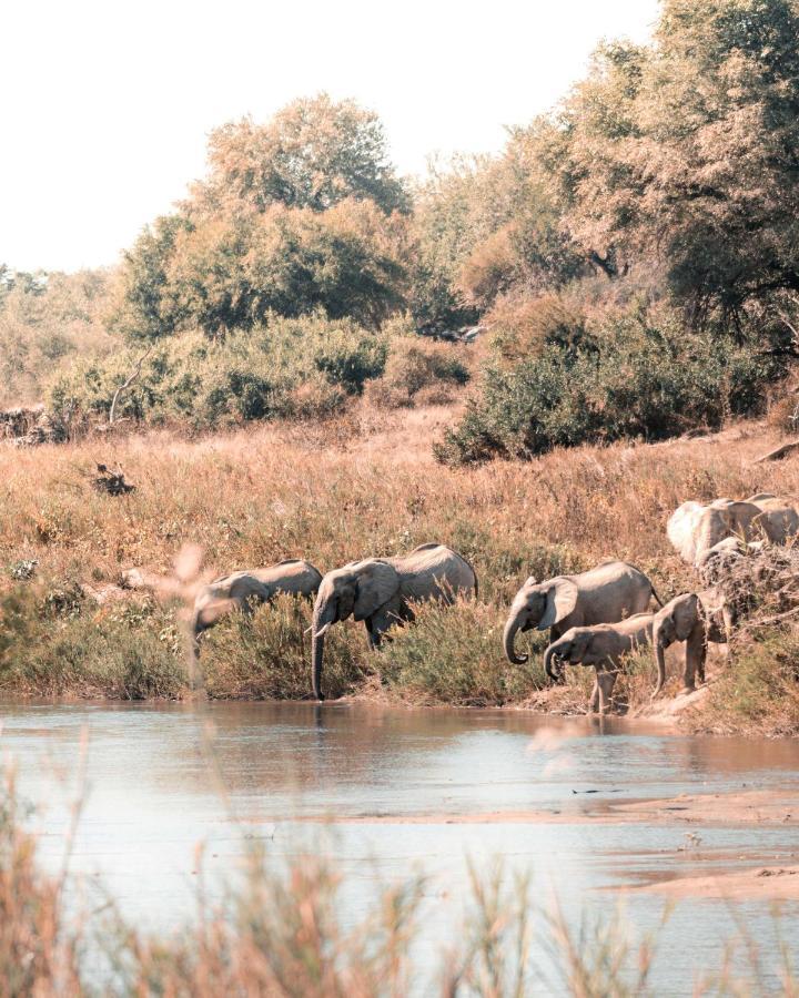 Maninghi Lodge Khu bảo tồn Khu bảo tồn Balule Game Reserve Ngoại thất bức ảnh