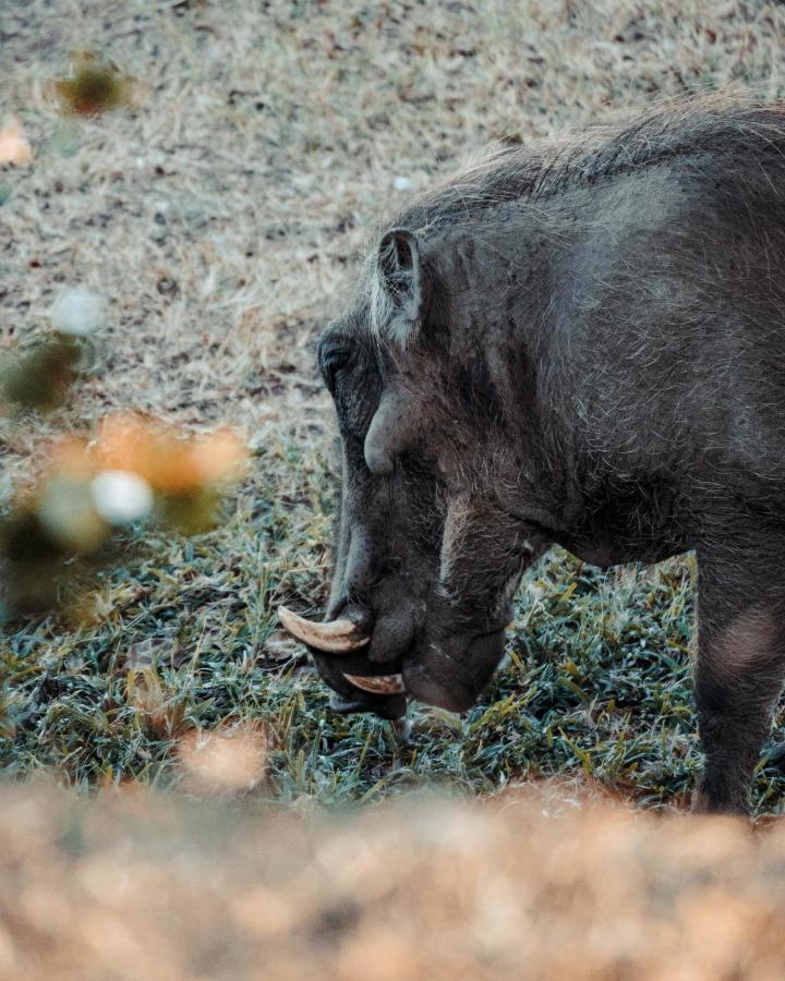 Maninghi Lodge Khu bảo tồn Khu bảo tồn Balule Game Reserve Ngoại thất bức ảnh