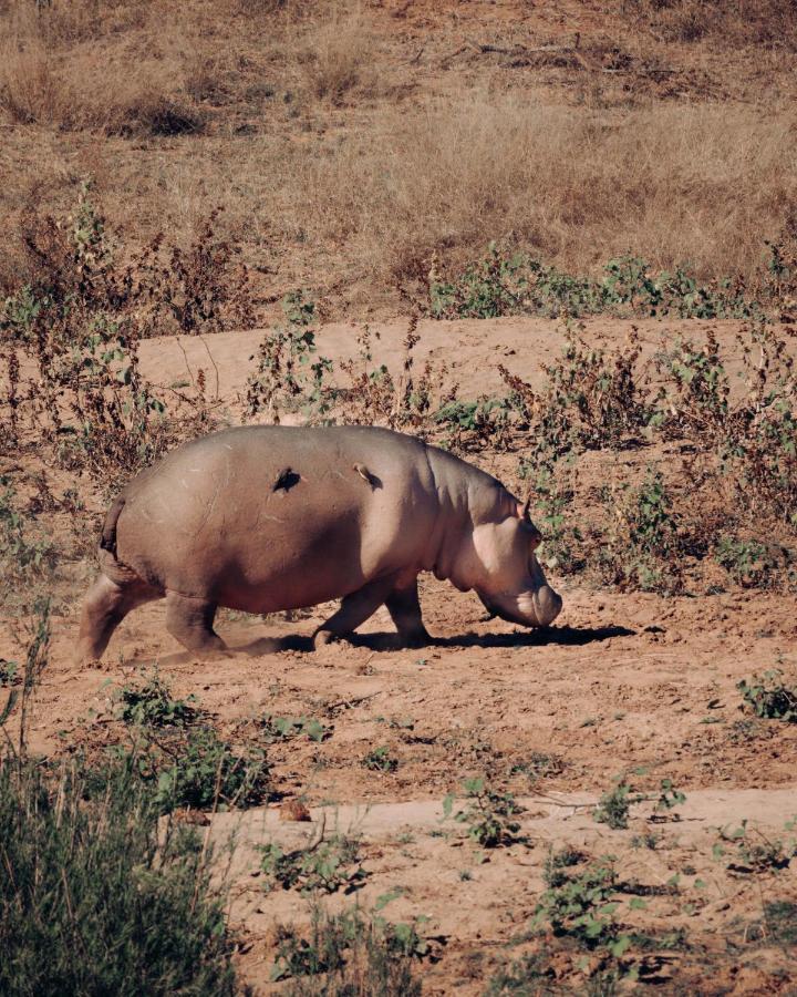 Maninghi Lodge Khu bảo tồn Khu bảo tồn Balule Game Reserve Ngoại thất bức ảnh