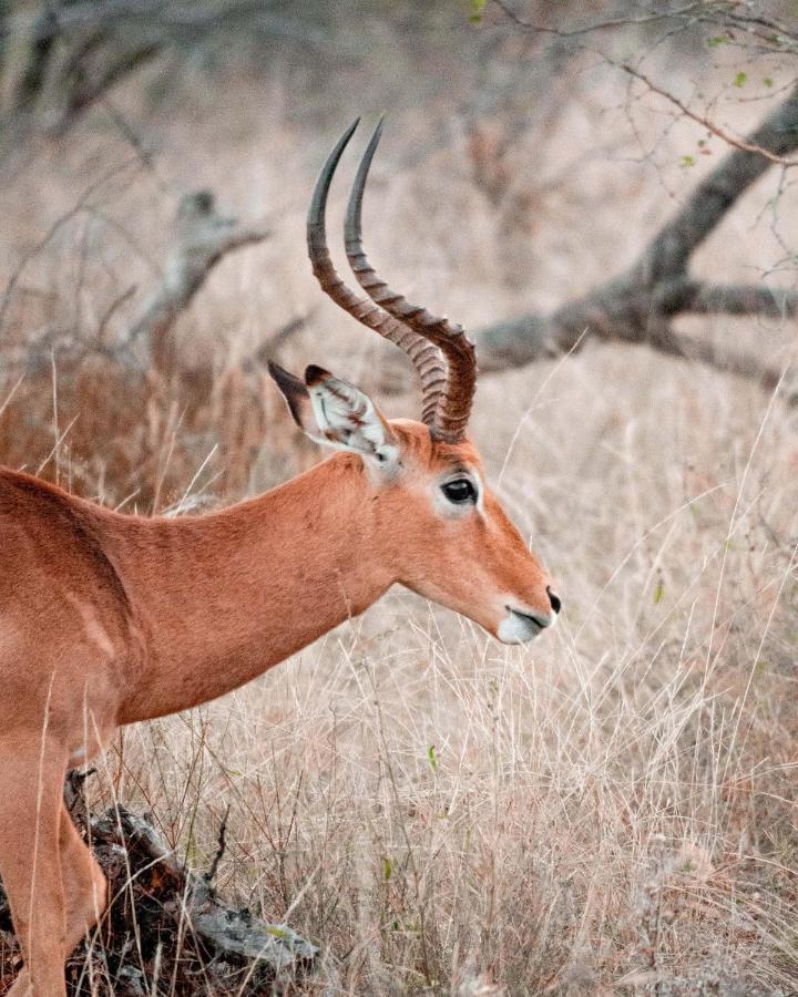 Maninghi Lodge Khu bảo tồn Khu bảo tồn Balule Game Reserve Ngoại thất bức ảnh